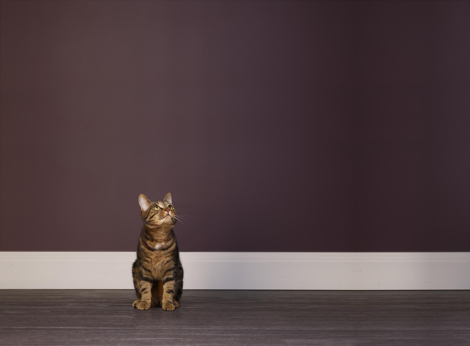 Chronic Kidney Disease in Cats: The Pet Owner’s Perspective